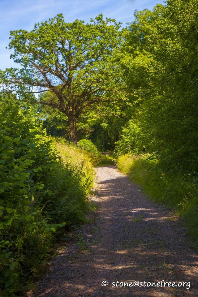 The Woodland Walk to our Wild Woods Zone