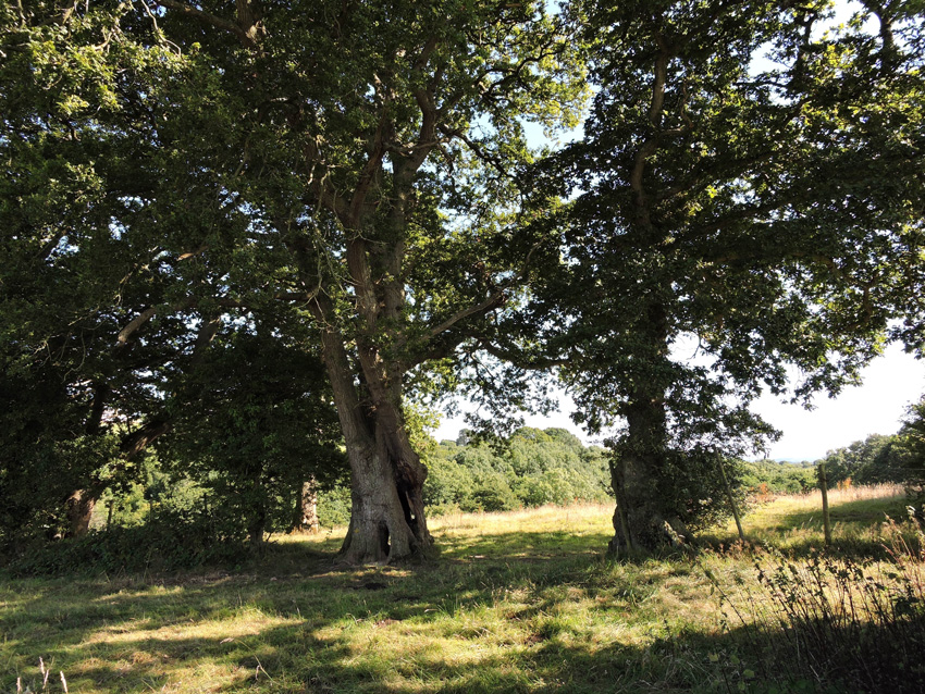 The Ancient Trees of Goffin Land